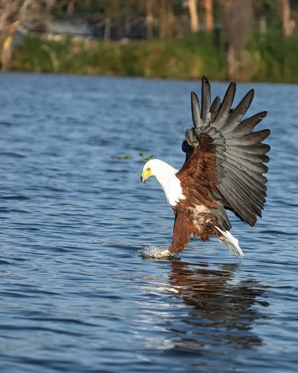 The alpha of the skies. An African Fish Eagle swoops down to the surface of Lake Naivasha, its wings spread in a display of power and precision. Capturing birds in action like this requires fast shutter speeds and anticipating the moment.