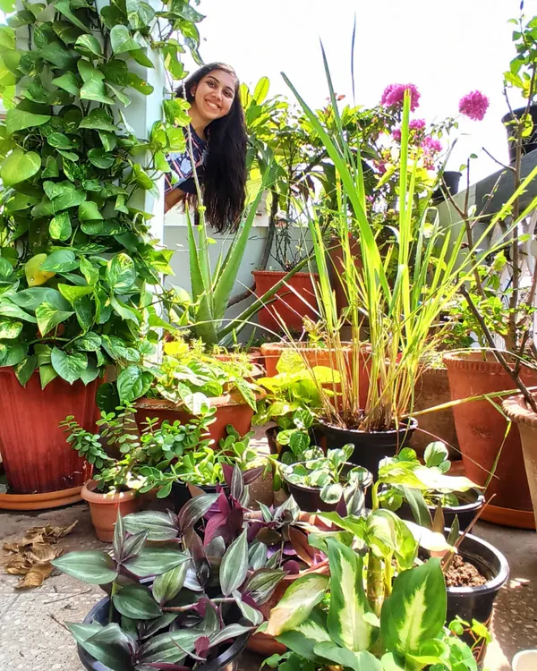 Just peeking out from my jungle of potted plants. My balcony is filled with a mix of wandering jew, lemongrass, aloe vera, and pothos, creating layers of green.