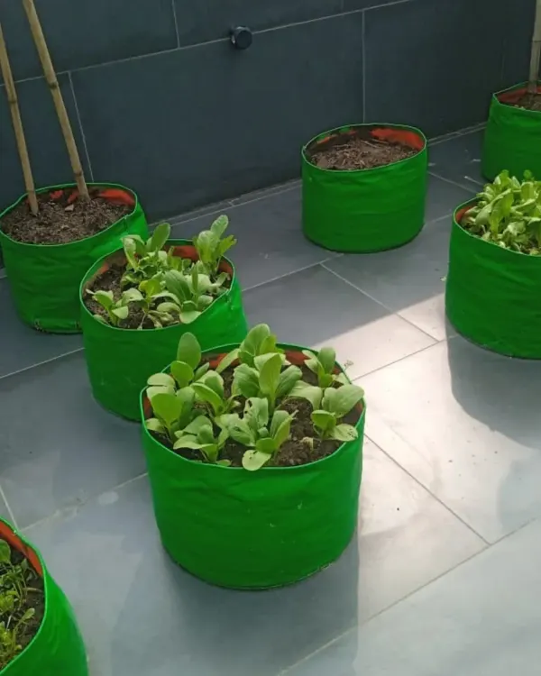 This is the beginning of a beautiful organic terrace garden. Here, I've set up grow bags with young leafy greens, which are easy to grow and provide quick harvests.