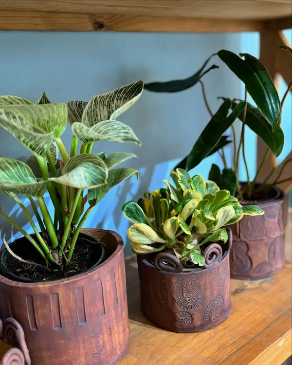 I love collaborating with local artisans. These rustic, minimal planters are from the "Desert Sands" collection, handmade by Veena from The Pottery Room. They pair so beautifully with classic Philodendrons and Peperomias.