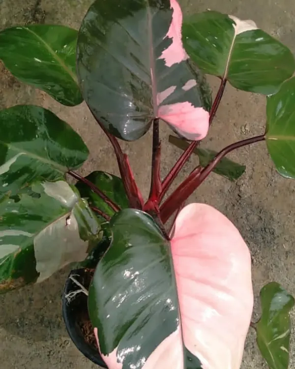 The Philodendron Pink Princess is a highly sought-after plant for its stunning pink variegation on dark green leaves. A true collector's item.