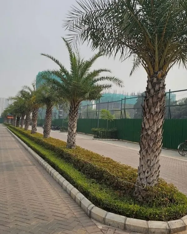 This is a clean and effective landscaping solution for a public or commercial roadway. We used mature date palms and a neat hedge of Ficus plants to create a green boundary that is durable and requires minimal maintenance.