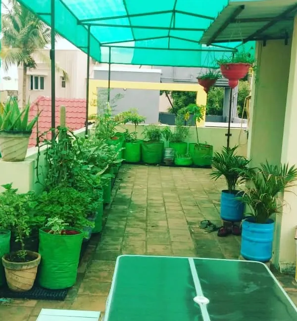 This is a full terrace vegetable garden setup. I've used a variety of grow bags and pots, arranged neatly under a green shade net to protect the plants from the harsh afternoon sun, ensuring they grow healthy and strong.