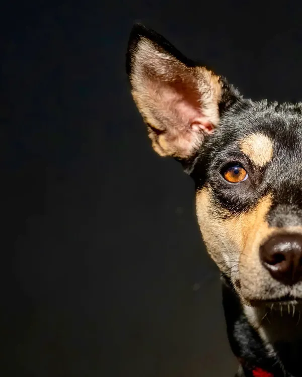 A dramatic, artistic portrait of Luna the Indie. The use of shadow and light highlights her striking features and intense gaze.
