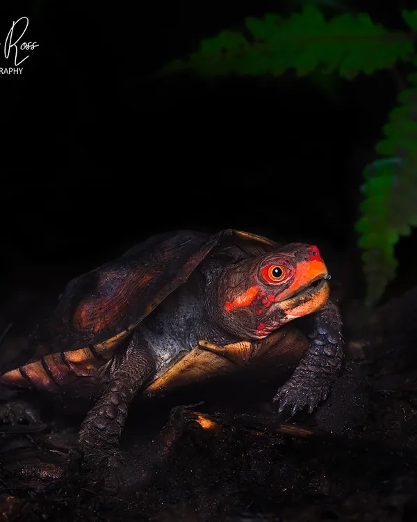 My dream of finding the Cochin forest cane turtle came true. This is one of the world's rarest turtles, and photographing this individual after years of searching was an unreal find.