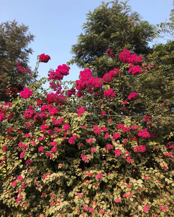 A massive Bougainvillea bush in full bloom, showing just how spectacular these plants can be. They are perfect for creating a dense, colorful screen or hedge.