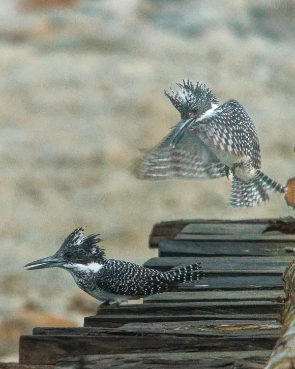 This sequence captures a male Crested Kingfisher attempting to mate with a female at Corbett National Park. It's a rare glimpse into the courtship rituals of these large, striking birds that frequent the Himalayan rivers.