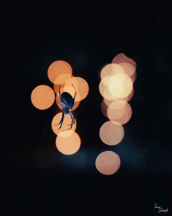 A single exposure of a Brown Sailor Spider against out-of-focus fairy lights. The composition uses the bokeh circles as a graphic element, creating a stage for the spider's silhouette.