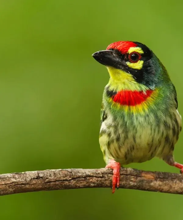 The Coppersmith Barbet, a bird more often heard than seen. Its stunning combination of red, yellow, and green makes it look like a tiny jewel perched on a branch.