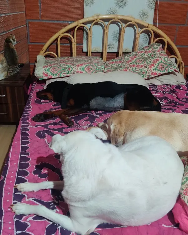 This is what my home looks like. It's a place where dogs of all backgrounds, shapes, and sizes, along with my own cats, learn to trust and relax together. Here, every dog is treated like family, free to nap on the beds and feel completely safe.