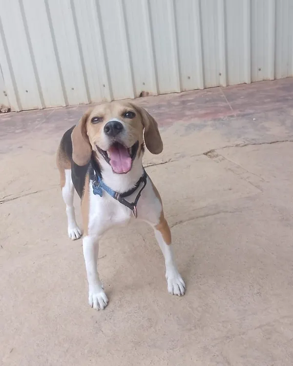 This happy Beagle is all smiles. We live for these moments of pure joy from our guests.