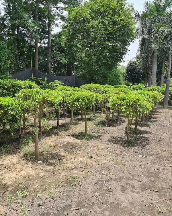 These Ficus plants are grown and prepared specifically for creating topiaries and dense hedges. I supply these in large quantities for uniform and consistent landscape designs.