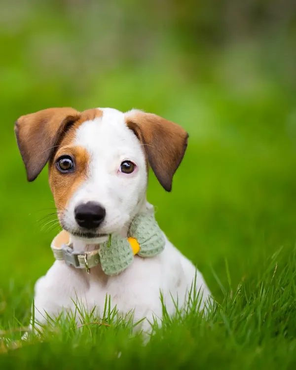 This is Frankie, an adorable indie puppy looking for his forever family. His curious eyes and sweet face are sure to capture someone's heart. He has now been adopted!