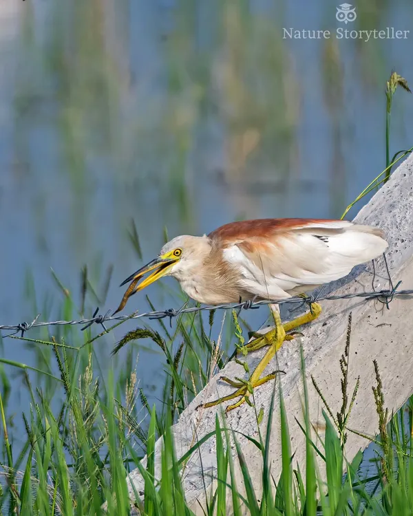 An Indian Pond Heron, in its breeding plumage, has successfully caught a fish. These birds are common but fascinating to watch as they hunt.