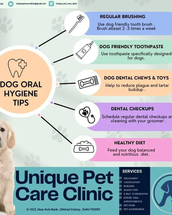 A healthy mouth is crucial for your dog's overall well being. This guide outlines a complete dog dental care routine, including regular brushing, using enzymatic toothpaste for dogs, and providing dental toys to fight tartar buildup.