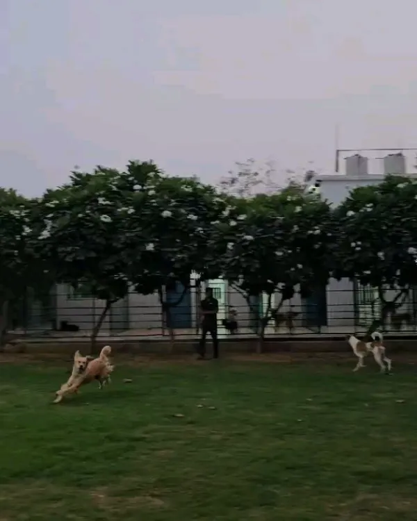 Zoomies are a daily occurrence here. This shot captures the energy and freedom our guests enjoy in the open play area, with our safe boarding kennels visible in the background.