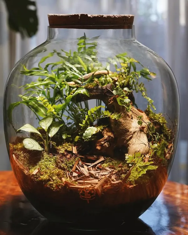 This handcrafted 'Through The Forest' terrarium is designed to capture the enchanting allure of a lush, miniature woodland. It's a self-sustaining ecosystem that brings a sense of calm and natural beauty right into your home.