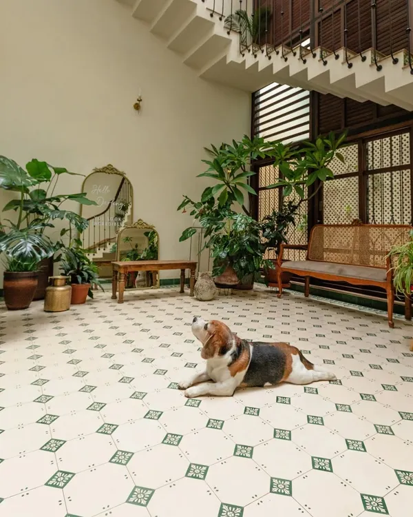 This sunlit, Spanish-inspired courtyard is the heart of the home. We used patterned cement tiles and filled the space with plants to create a cool, comfortable, and serene spot for the whole family, including Dorai the beagle, to relax.