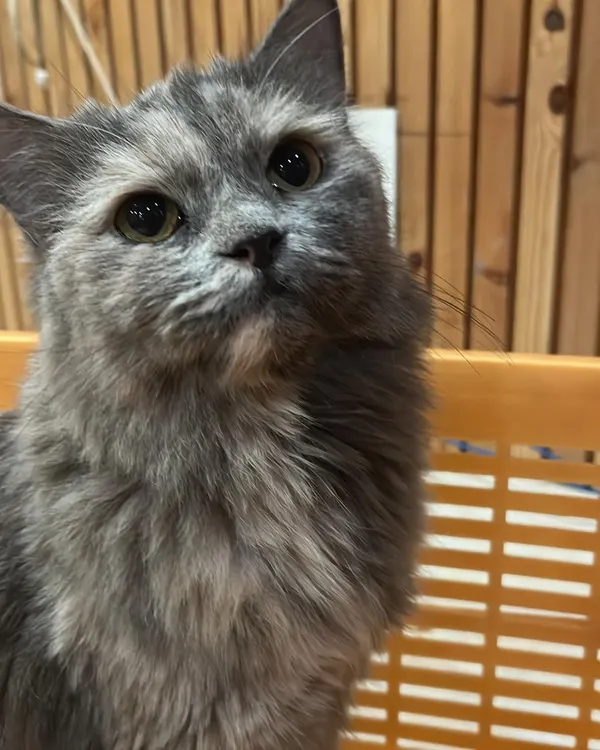 Meet Icey, a beautiful Persian cat staying with us. I make sure my feline guests have a peaceful and comfortable environment where they can relax and feel secure.