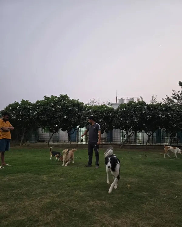 A glimpse of our spacious, green play area where the dogs spend their day socializing and exercising under supervision. You can see our clean and secure kennels in the background, where they rest comfortably.