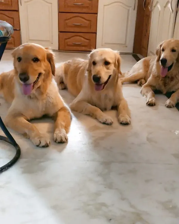 A picture-perfect moment with three of our golden boys. Ceaser, Muffin, and Archie lined up perfectly for a photo. It's not every day we get them to sit still like this, but when we do, it's magical.