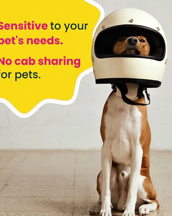 Your pet’s safety is my number one priority. That's why I guarantee no cab sharing, ever. This ensures a private, stress-free ride for your furry family member, whether we're going to the vet or the park.