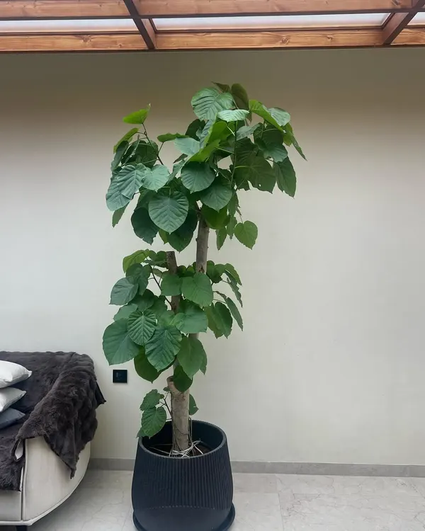 The Ficus Umbellata is a perfect focal point for any indoor setting. Its thick trunk and lush, oversized leaves create a stunning visual, especially when paired with a large, textured planter like this black ribbed one.