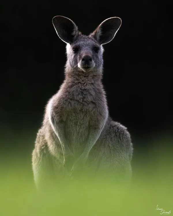 An Eastern Grey Kangaroo at Lysterfield Park, Australia, caught in the last light. The low angle and backlighting create a powerful portrait, with the green grass in the foreground adding a layer of depth and color against the dark background.