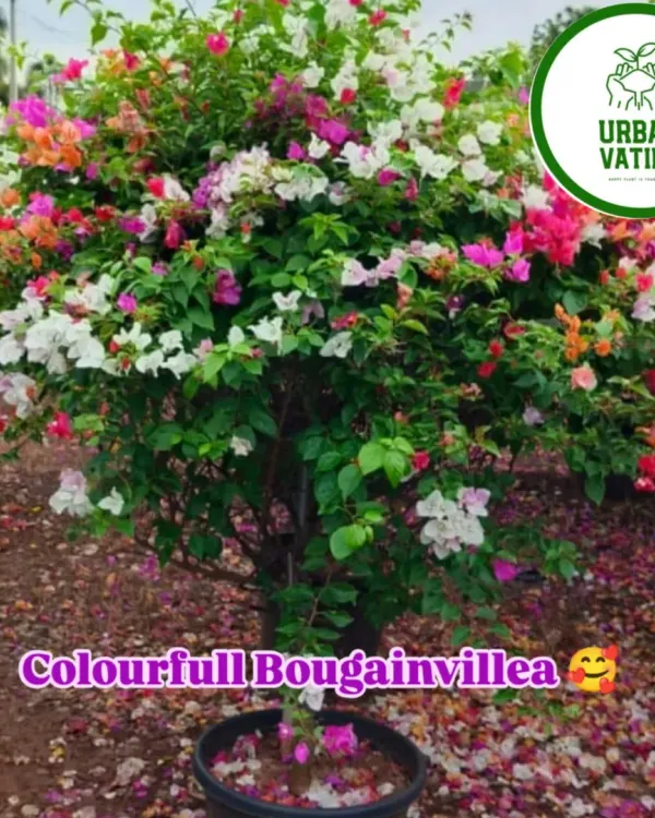 This stunning, multi-coloured Bougainvillea is a perfect example of a statement plant that can transform any garden or large balcony with its vibrant blooms.