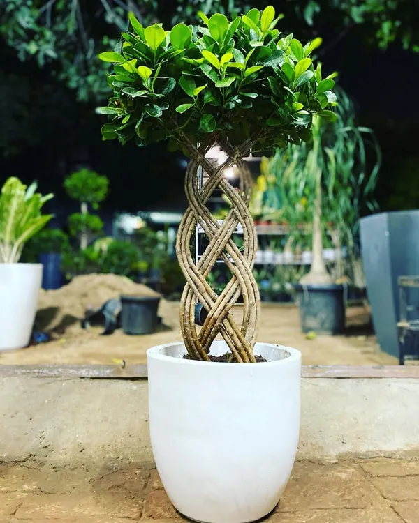 This Ficus bonsai with a uniquely braided trunk sits in a clean, modern white pot. It's a perfect statement piece for an entryway or a minimalist living room, showcasing how a special plant and the right pot can create a work of art.