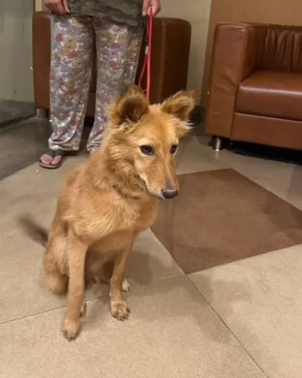 This is a female Indie mix who was found living in a nursery, not being well cared for. She is now being fed properly and will be vaccinated and spayed before adoption.