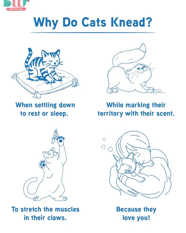 Why do cats knead, or "make biscuits"? This charming behavior is often a remnant from kittenhood and is associated with happiness and comfort. It's their way of showing they feel safe and loved.
