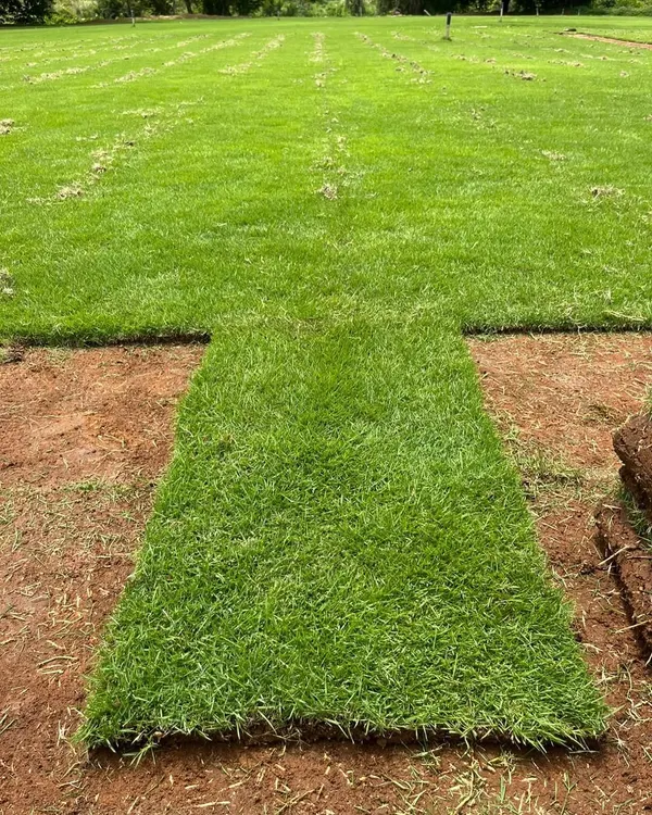 A freshly laid piece of my pure Mexican grass turf. You can see how thick and green it is, ready to create an instant lawn.