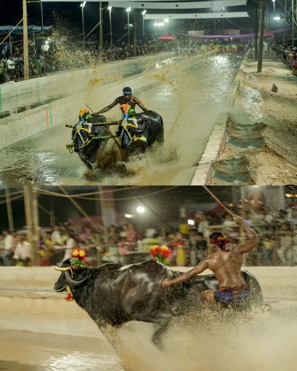 This collage captures the essence of Kambala. The top frame shows the wide track and splashing mud, while the bottom frame is a tight shot of the jockey's skill and the raw power of the buffalo.