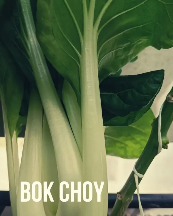 A close-up of Bok Choy growing in our hydroponic system. This versatile Chinese cabbage is one of the many crops we have perfected with our technology.