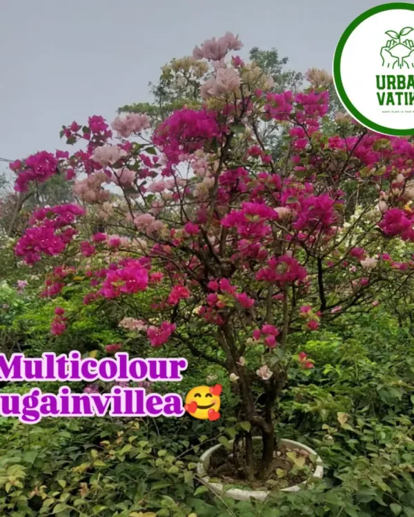 This multicolour Bougainvillea is a true spectacle, with shades of pink and white on a single plant.