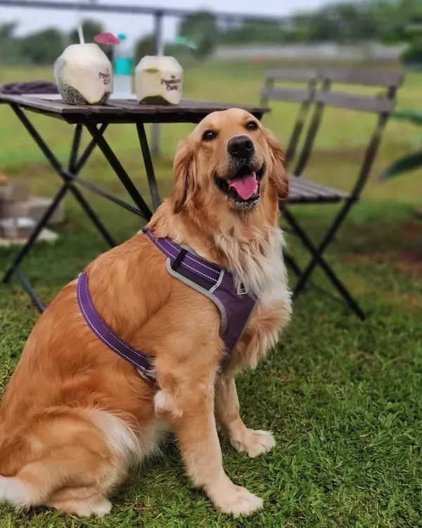 A happy Golden Retriever sitting patiently by the picnic table, where some refreshing coconut drinks are waiting for his humans.
