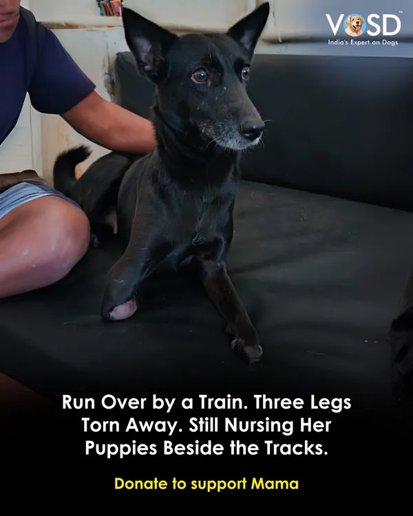 Run over by a train, three of her legs were torn away. Yet, she was found still trying to nurse her puppies beside the tracks. We named her Mama, and your donation can help support her incredible will to live.