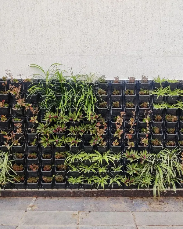 This is a standard modular vertical garden setup with a mix of succulents and spider plants. The individual pots allow for easy maintenance and flexible design arrangements for any wall.