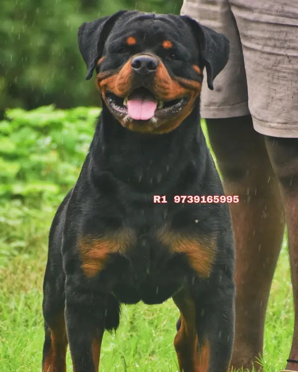 This is my handsome Rottweiler boy, Gizmo. Rottweilers are powerful and loyal, and with the right training, they make incredible companions.