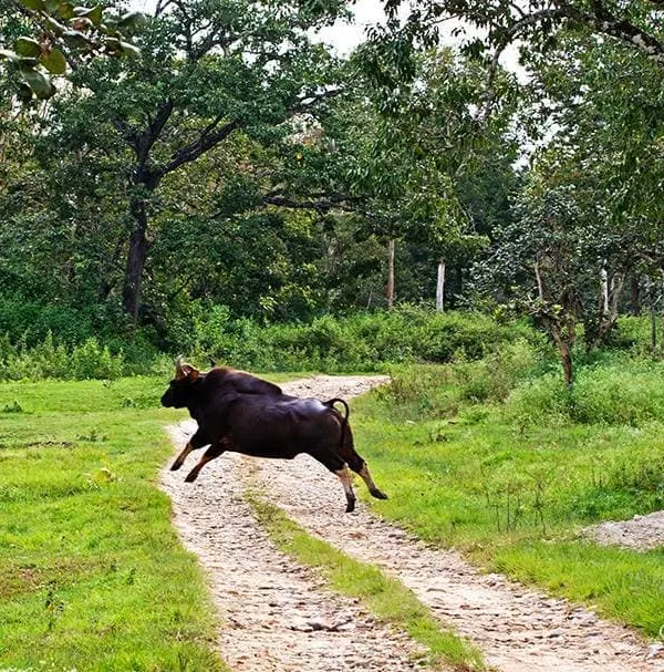 This Indian Gaur, or bison, seems to be flying through the air as it runs across a jungle path in Bandipur. This photograph was part of my solo exhibition "Tiger's Realm." The power and energy of this massive animal is something that can only be truly felt in the wild.