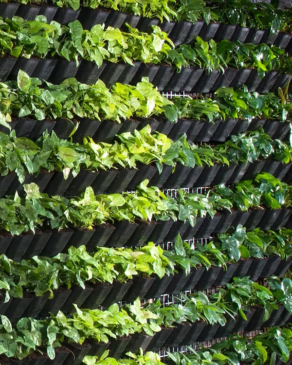 A vertical garden is a fantastic way to create a lush green feature without taking up floor space. This green wall is made up of rows of individual plants, creating a living tapestry of textures and shades.