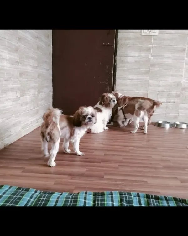 Three adorable Shih Tzus looking curious and comfortable in one of our indoor boarding rooms. The space is designed to be clean and safe, with easy-to-clean flooring and plenty of room for small breeds to relax.
