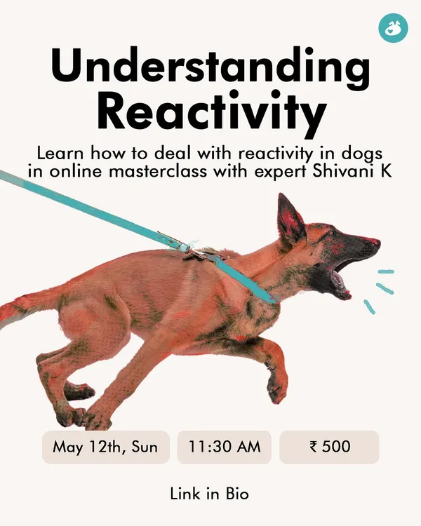 If your dog lunges, barks, or chases on walks, they might be reactive. Join our online masterclass to understand the root causes of reactivity and learn practical management strategies to make your walks less stressful for both of you.
