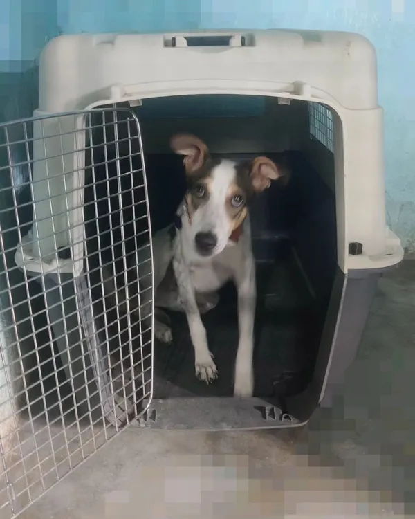 This indie dog is learning that the crate is a safe and comfortable place to be. Crate conditioning is a fundamental part of my training program for building a dog's independence and confidence.