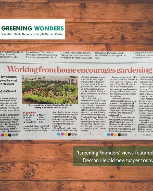 We were honored to have our views on the rise of home gardening featured in the Deccan Herald newspaper. This recognition highlights our core belief that connecting with nature, especially through indoor plants, is becoming an essential part of life in Bengaluru.