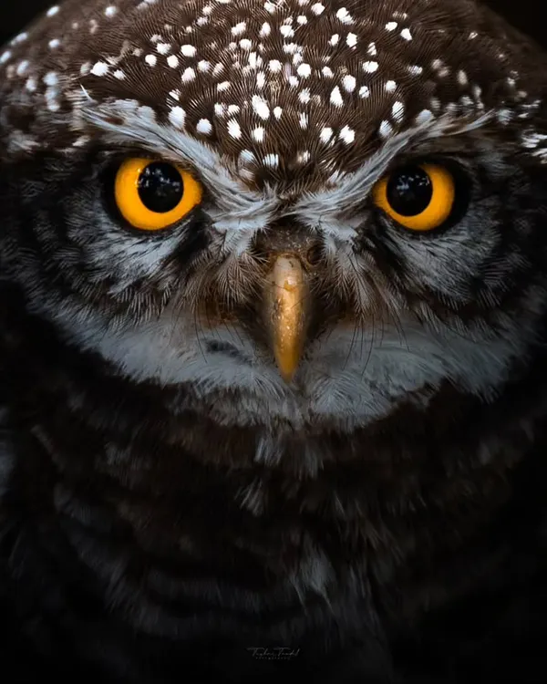 An extreme close-up of a Spotted Owlet, its piercing golden eyes staring directly into the lens. This intense portrait captures the soul of a nocturnal hunter.
