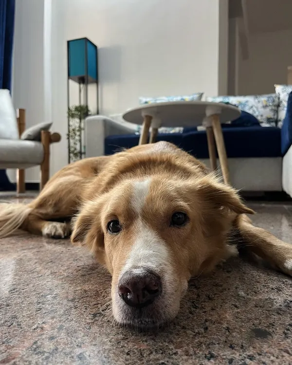 This is Luffy, a sweet rescue boy, making himself right at home. My goal is to create a space where every dog, no matter their background, can relax this deeply and feel completely safe and comfortable.