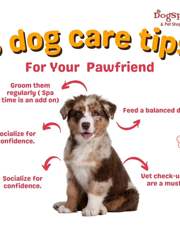 Here are five essential dog care tips for your pawfriend. Regular grooming is a key part, along with a balanced diet, socialization, and regular vet check-ups.