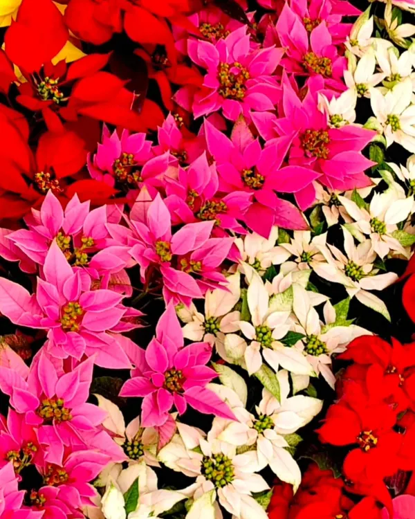 A vibrant mass of poinsettias from my nursery. The intense red, pink, and white bracts show the quality and health of the plants I grow and use in my seasonal planting designs.